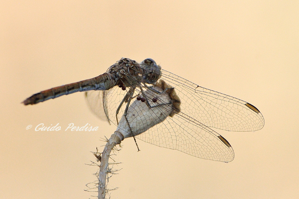 ID Sympetrum fomscolombii ??